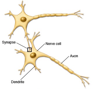 bn00033-nerve-cells