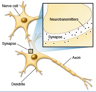 bn00033-neurotransmitters