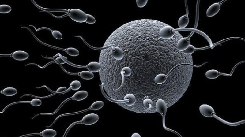 Scientists develop sperm sorting device