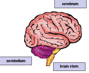 parts-of-the-human-brain