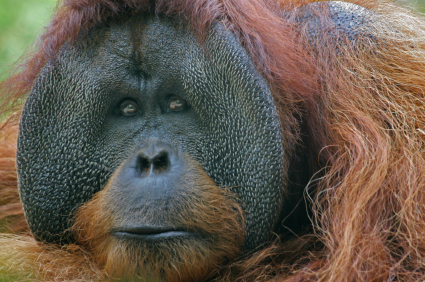IUCN declares Bornean orangutan critically endangered