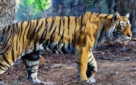 World’s most photographed tigress Machli dies at 20