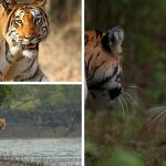 Tiger Reserves in India – Complete List