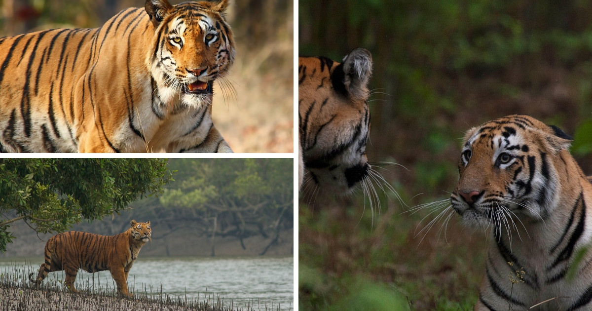Tiger Reserves in India – Complete List