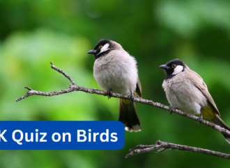 GK Quiz on Birds