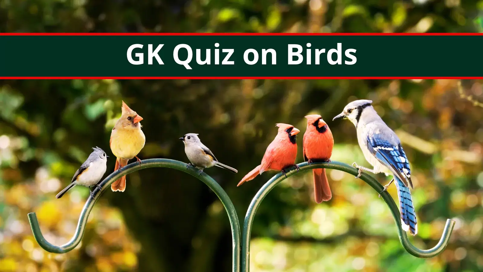 GK Quiz on Birds with Answers