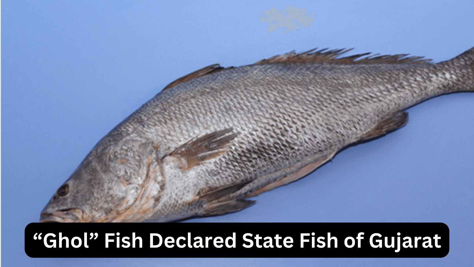 “Ghol” Fish Declared State Fish of Gujarat