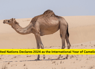 United Nations Declares 2024 as the International Year of Camelids