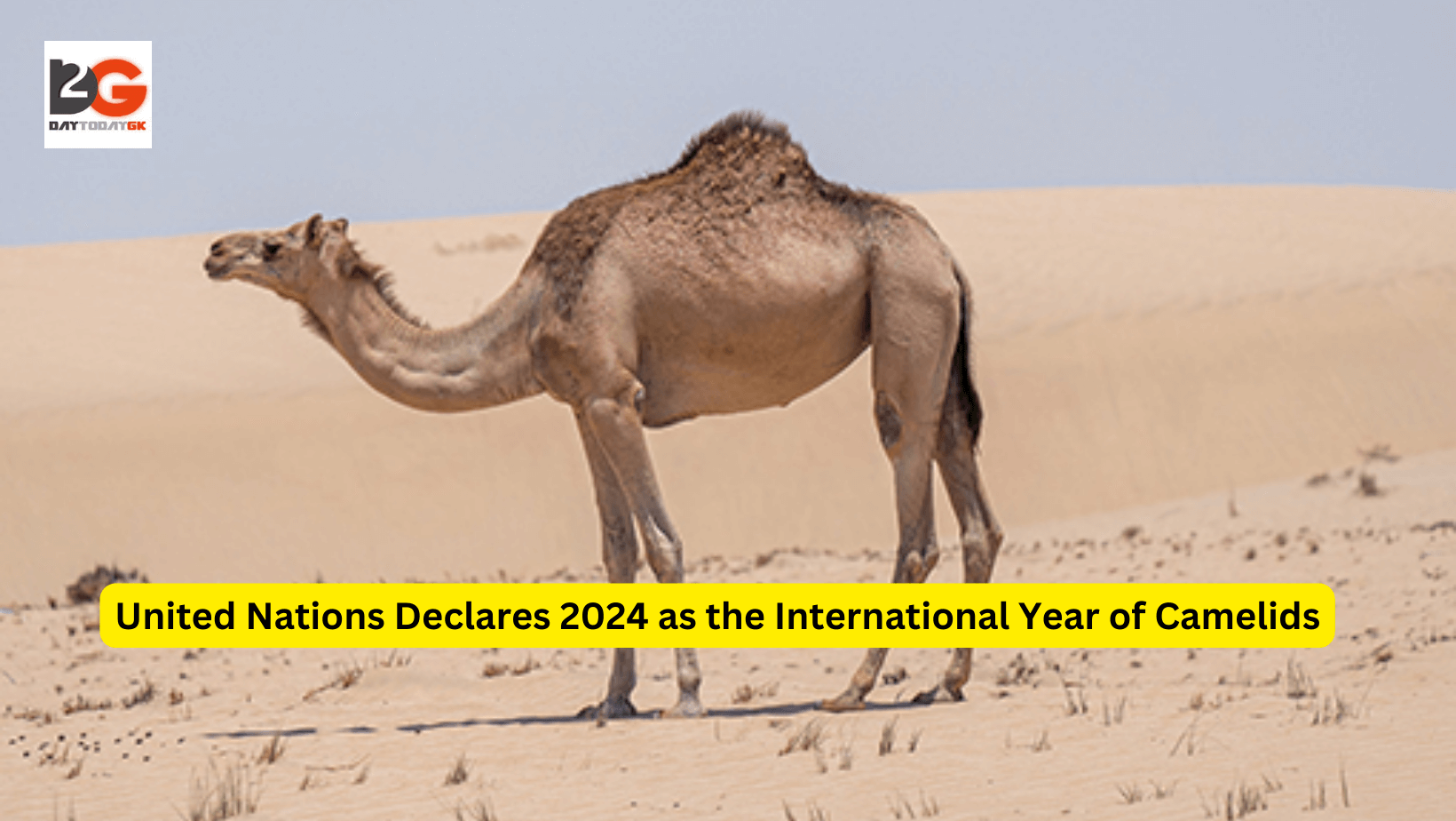 United Nations Declares 2024 as the International Year of Camelids