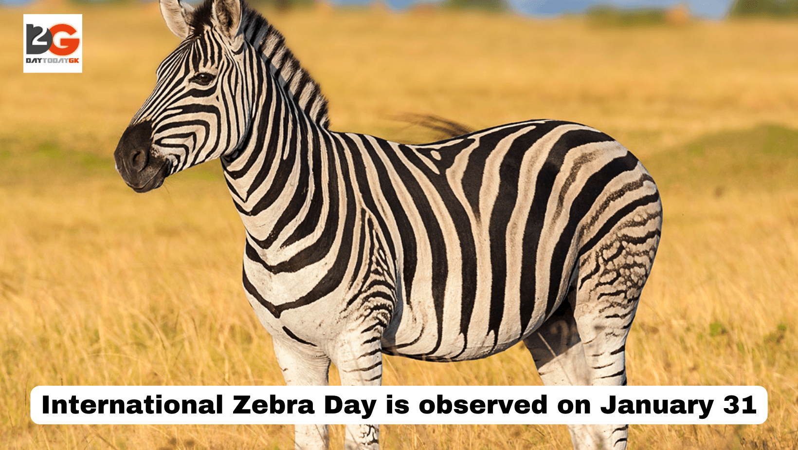 International Zebra Day is observed on January 31